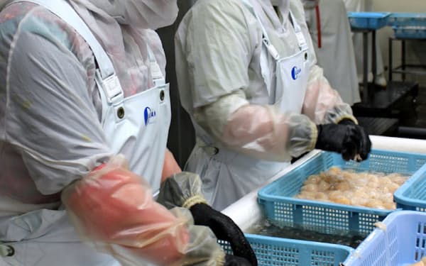 北海道の食の現場では外国人技能実習生が活躍している（稚内市の水産加工会社）