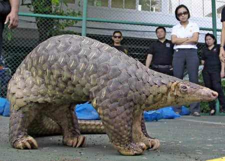 センザンコウ(AP=共同)