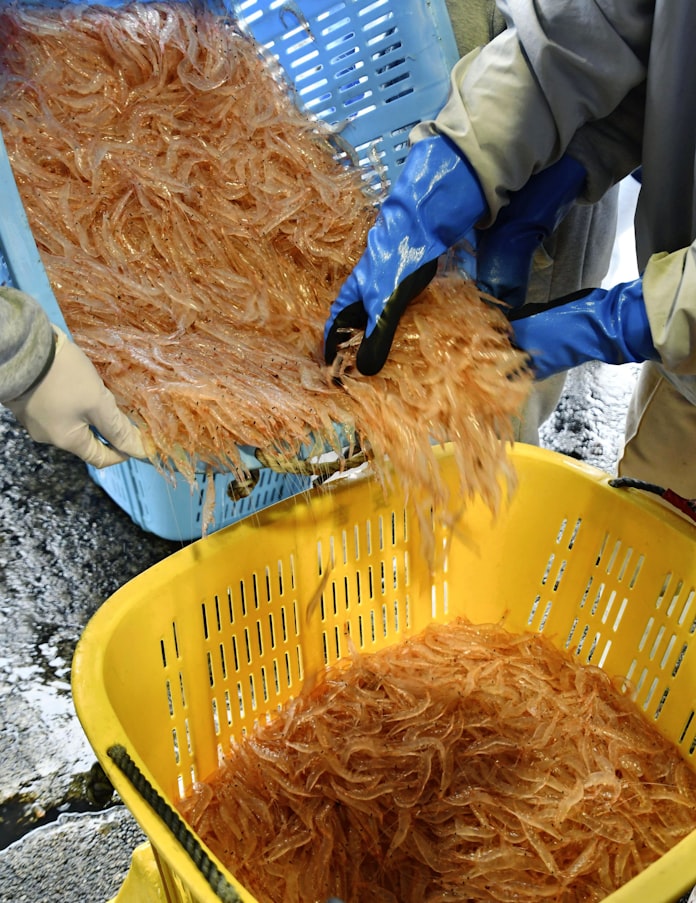 春告げる 富山湾の宝石 シロエビ漁解禁 初水揚げ 日本経済新聞 春告げる 富山湾の宝石 シロエビ漁解禁 初水揚げ 日本経済新聞