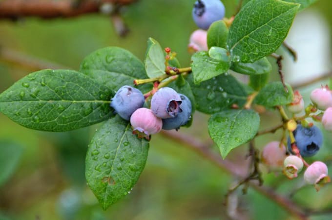 西武グループ 農業事業参入 西武造園が子会社設立 日本経済新聞