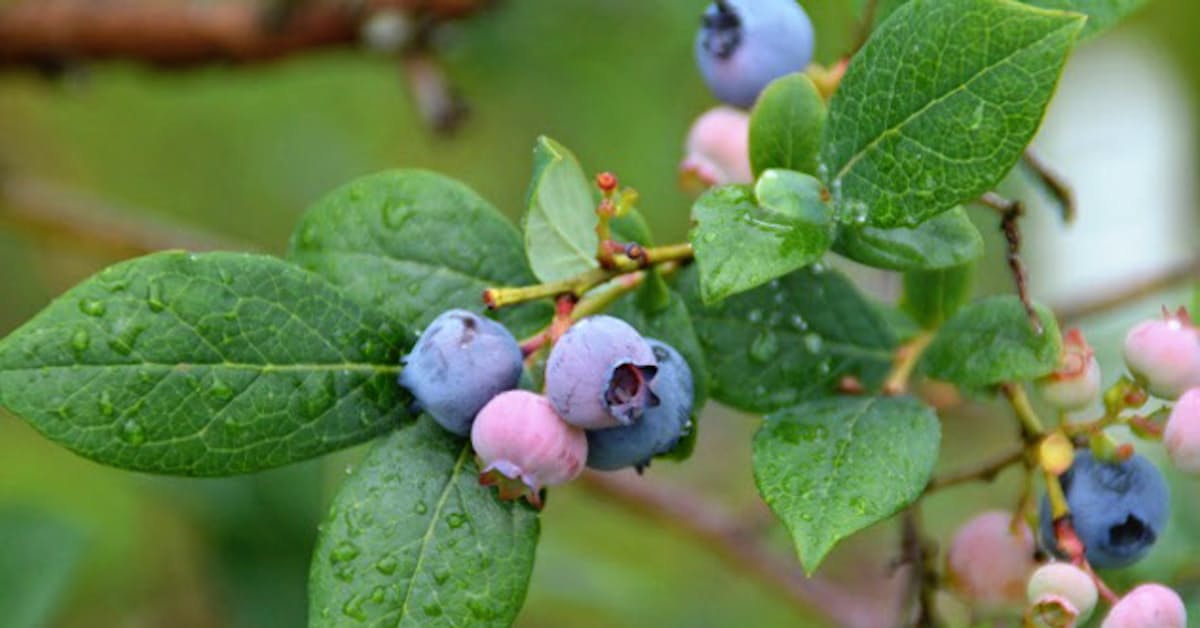西武グループ 農業事業参入 西武造園が子会社設立 日本経済新聞