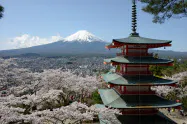 富士吉田市は新倉山浅間公園を3日から閉鎖する(富士山と桜、五重塔を一望できる同園) 富士吉田市は新倉山浅間公園を3日から閉鎖する(富士山と桜、五重塔を一望できる同園)