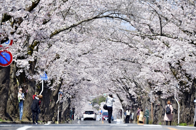 桜並木名所の福島 夜の森 避難指示解除で範囲広がる 日本経済新聞