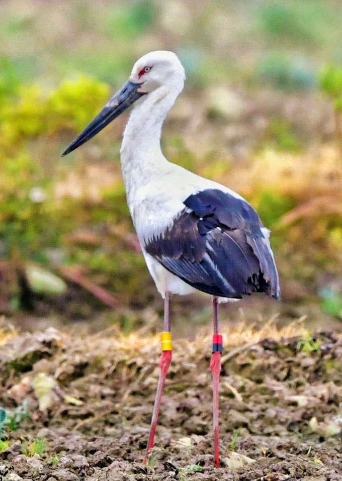 コウノトリ初めて中国へ 鳥取市で昨年巣立ち 日本経済新聞