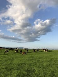 山本牧場では完全放牧で牛を育てている 山本牧場では完全放牧で牛を育てている