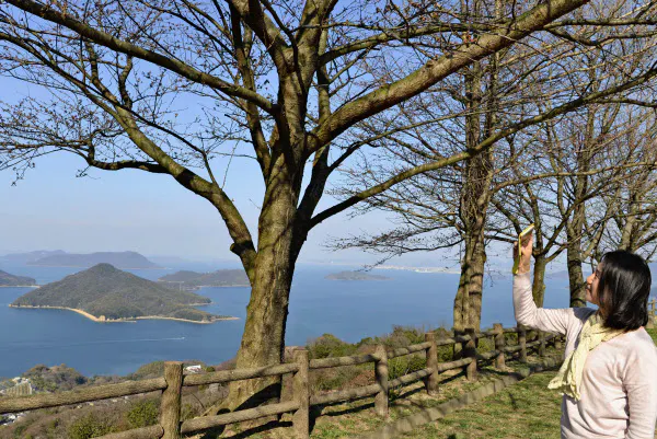 紫雲出山で開花前の桜を撮影する片岡扶美さん(3月24日、香川県三豊市)=共同