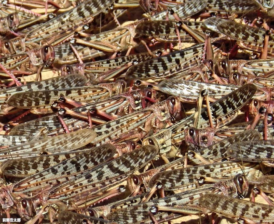 バッタ大量発生でアフリカに迫る食糧危機 専門家に聞く 日本経済新聞