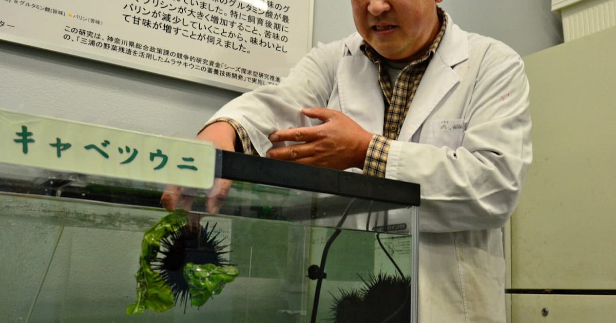 キャベツを餌にウニ養殖 神奈川県三浦市の研究機関 日本経済新聞 キャベツを餌にウニ養殖 神奈川県三浦市の研究機関 日本経済新聞