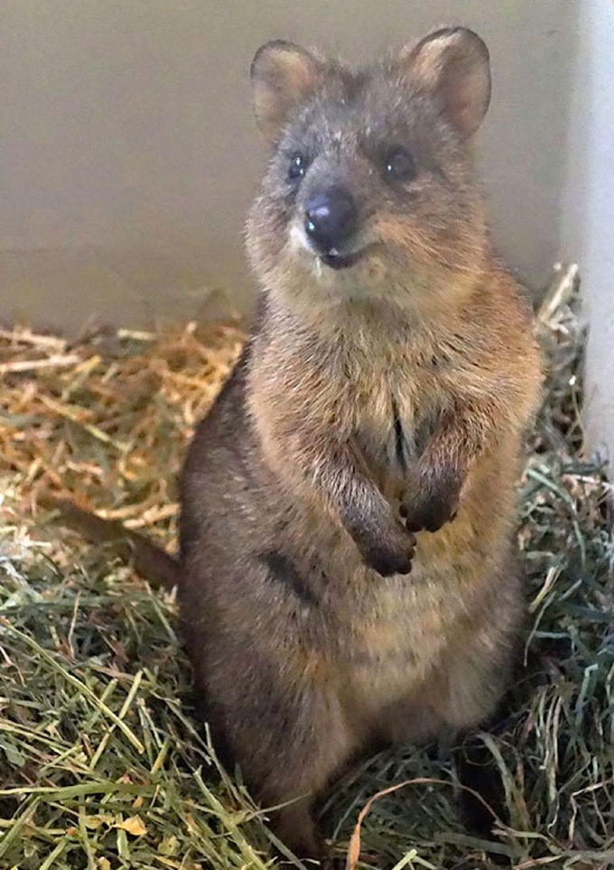 国内唯一のクオッカ展示 埼玉県こども動物自然公園 日本経済新聞