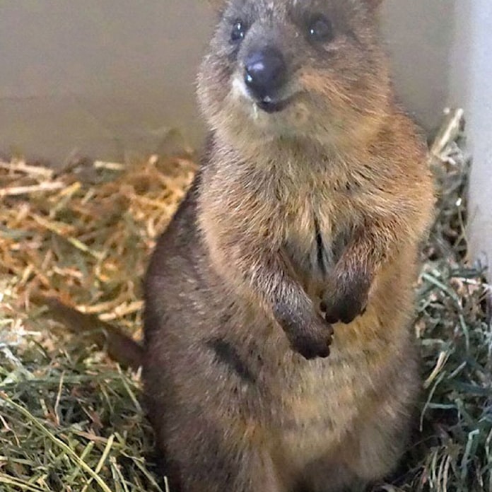 国内唯一のクオッカ展示 埼玉県こども動物自然公園 日本経済新聞 国内唯一のクオッカ展示 埼玉県こども動物自然公園 日本経済新聞