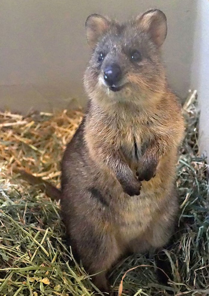 国内唯一のクオッカ展示 埼玉県こども動物自然公園 日本経済新聞