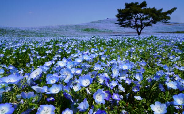 臨時休園中の国営ひたち海浜公園で見ごろを迎えたネモフィラ(25日、茨城県ひたちなか市)