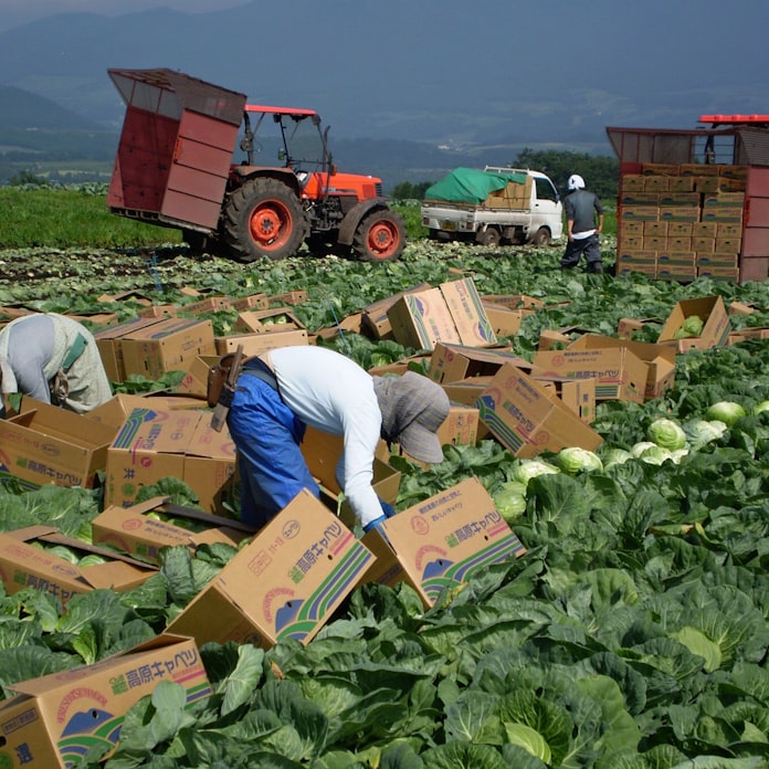 新型コロナ 嬬恋村のキャベツ農家 コロナ禍で深刻な人手不足 日本経済新聞 新型コロナ 嬬恋村のキャベツ農家 コロナ禍で深刻な人手不足 日本経済新聞