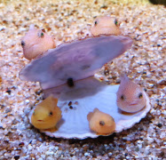 貝殻に ステイ 動画話題 フウセンウオの稚魚 青森 日本経済新聞