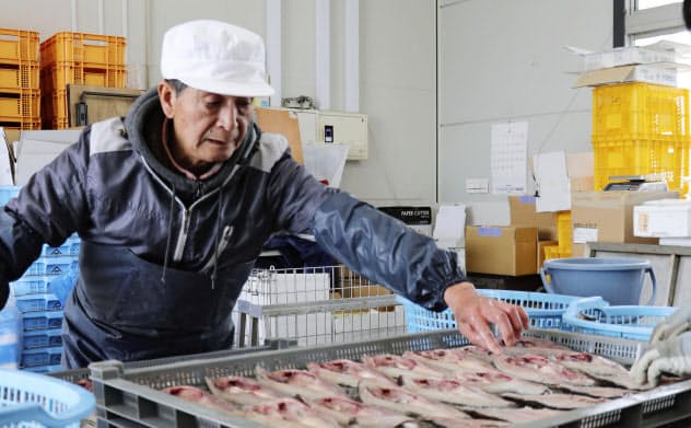 仮設工場で、魚の干物を作る内海昭さん(左)と妻の圭子さん(7日、宮城県女川町)=共同 仮設工場で、魚の干物を作る内海昭さん(左)と妻の圭子さん(7日、宮城県女川町)=共同