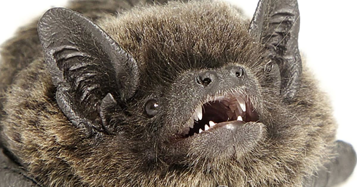 謎のコウモリの繁殖確認 日本初 動物写真家発見 日本経済新聞 謎のコウモリの繁殖確認 日本初 動物写真家発見 日本経済新聞