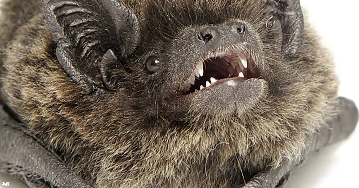 コウモリ 家の中 見つからない コウモリと感染症