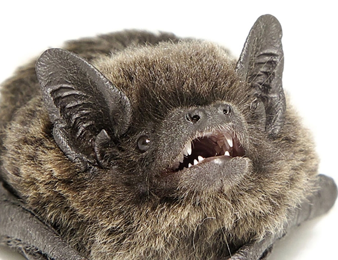 謎のコウモリの繁殖確認 日本初 動物写真家発見 日本経済新聞