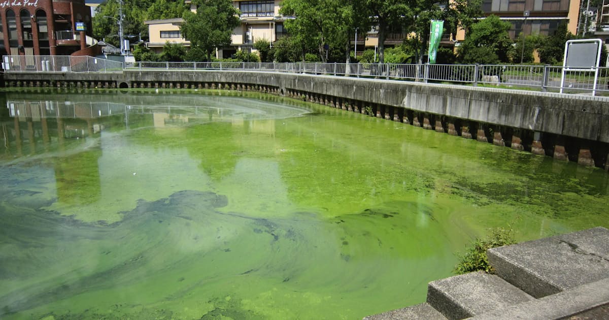 琵琶湖 深呼吸 せず 2年連続 低酸素懸念 日本経済新聞 琵琶湖 深呼吸 せず 2年連続 低酸素懸念 日本経済新聞