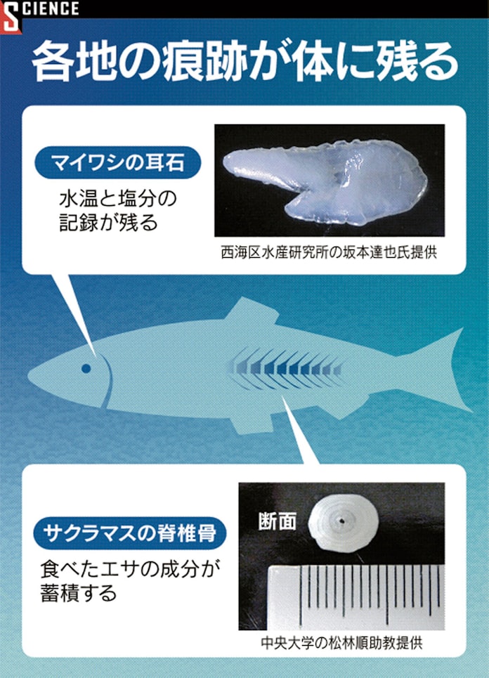 サケの骨に 旅の記録 回遊ルート刻む 日本経済新聞