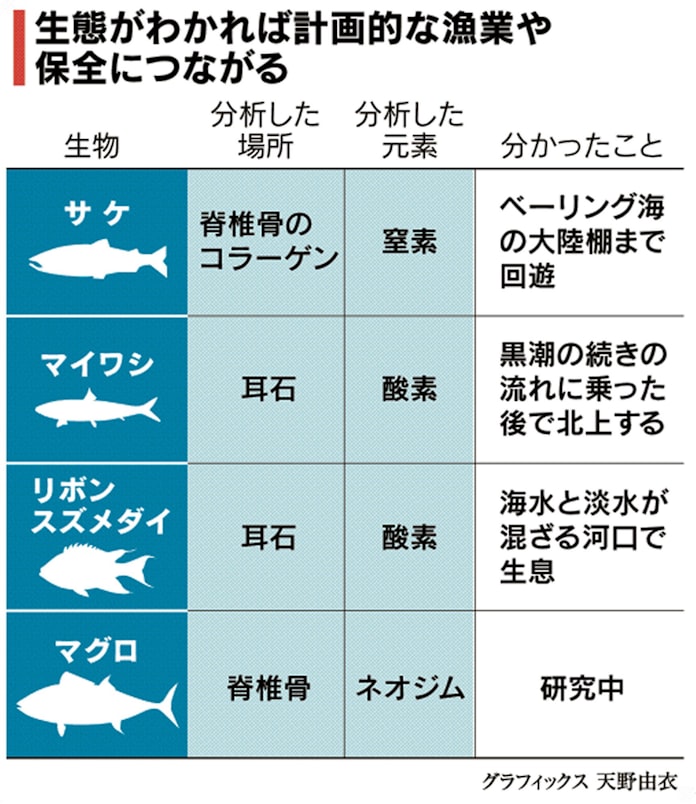 サケの骨に 旅の記録 回遊ルート刻む 日本経済新聞 サケの骨に 旅の記録 回遊ルート刻む 日本経済新聞