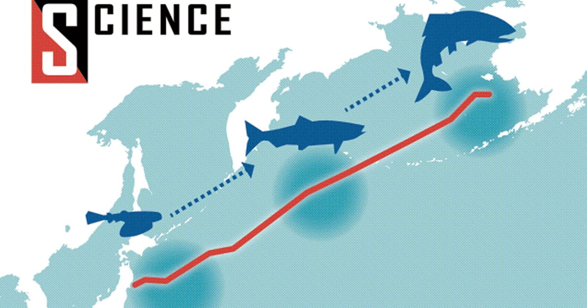 サケの骨に 旅の記録 回遊ルート刻む 日本経済新聞 サケの骨に 旅の記録 回遊ルート刻む 日本経済新聞