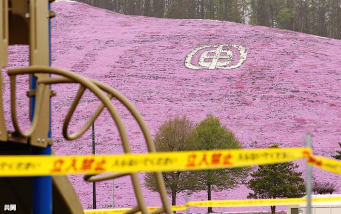 丘にピンクのじゅうたん シバザクラ見ごろ 北海道 日本経済新聞