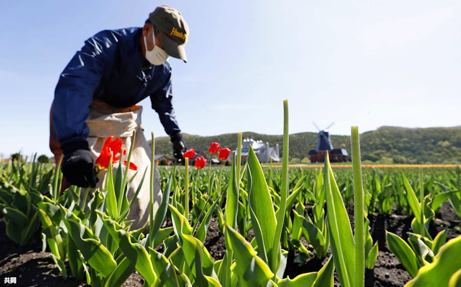 見ごろのチューリップ摘み取り 来年に備え 北海道 日本経済新聞