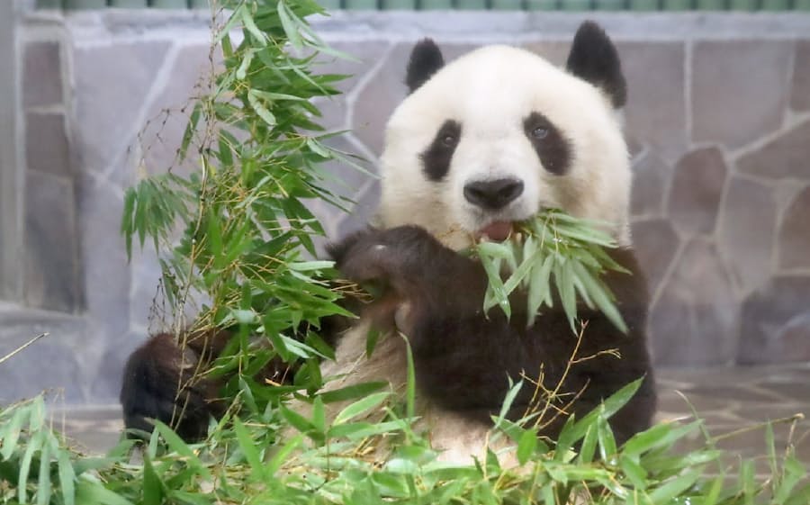 神戸のパンダ タンタン が中国に返還 高齢理由に 日本経済新聞