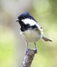 小鳥「ヒガラ」(鈴木俊貴・京都大特定助教提供)=共同 小鳥「ヒガラ」(鈴木俊貴・京都大特定助教提供)=共同