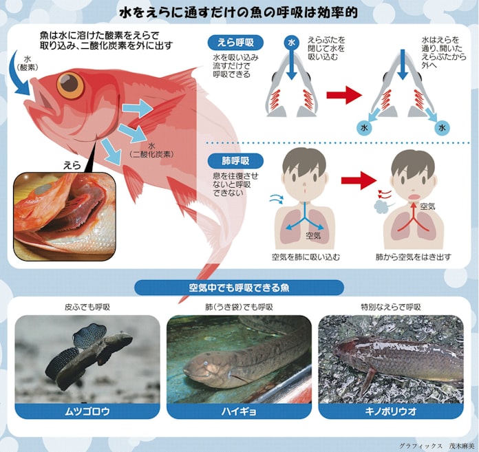 魚はどうして水中でも生きられるの 親子スクール 日本経済新聞