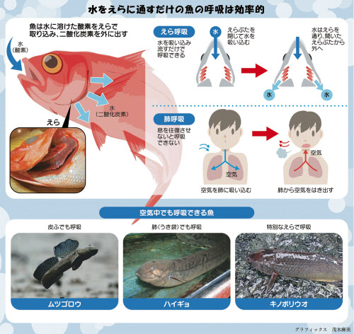 魚はどうして水中でも生きられるの 親子スクール 日本経済新聞 魚はどうして水中でも生きられるの 親子スクール 日本経済新聞