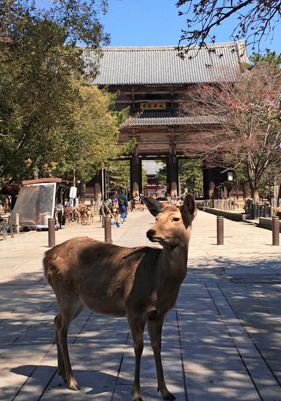 新型コロナ 東大寺や興福寺 6月1日から拝観再開 日本経済新聞