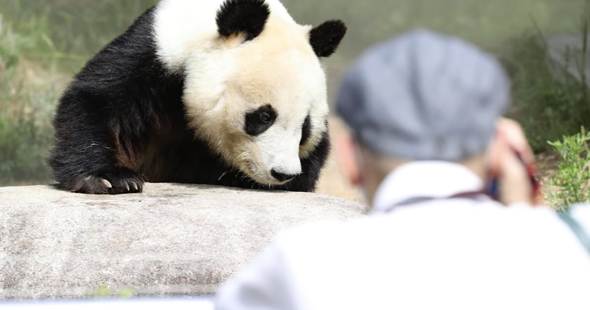 新型コロナ 密集避けてパンダに再会 神戸の動物園 返還間近 日本経済新聞 新型コロナ 密集避けてパンダに再会 神戸の動物園 返還間近 日本経済新聞