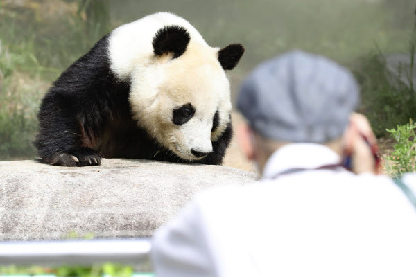 新型コロナ 密集避けてパンダに再会 神戸の動物園 返還間近 日本経済新聞 新型コロナ 密集避けてパンダに再会 神戸の動物園 返還間近 日本経済新聞