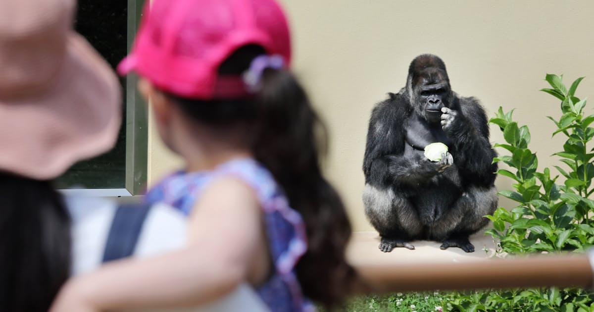 新型コロナ かっこいい イケメンゴリラに歓声 東山動植物園再開 日本経済新聞 新型コロナ かっこいい イケメンゴリラに歓声 東山動植物園再開 日本経済新聞