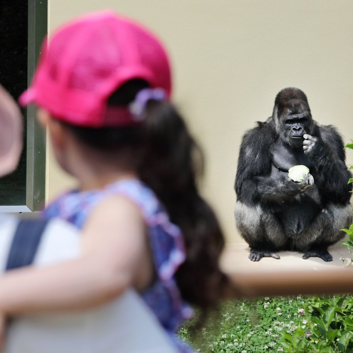 新型コロナ かっこいい イケメンゴリラに歓声 東山動植物園再開 日本経済新聞 新型コロナ かっこいい イケメンゴリラに歓声 東山動植物園再開 日本経済新聞