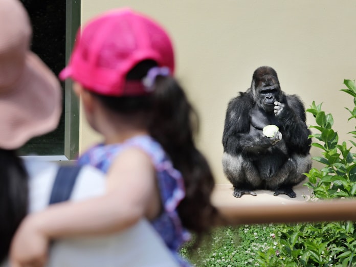 新型コロナ かっこいい イケメンゴリラに歓声 東山動植物園再開 日本経済新聞 新型コロナ かっこいい イケメンゴリラに歓声 東山動植物園再開 日本経済新聞