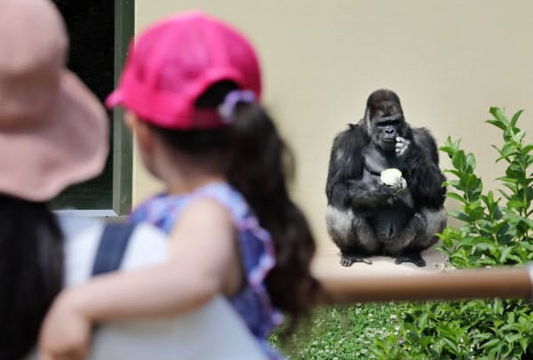 新型コロナ かっこいい イケメンゴリラに歓声 東山動植物園再開 日本経済新聞