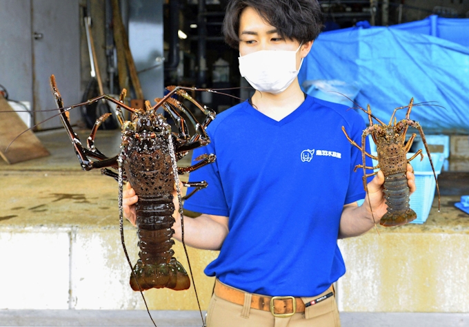 鳥羽水族館に巨大伊勢エビ 三重 重さ通常の10倍 日本経済新聞