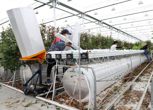 バラ咲く環境を自動制御 滋賀 守山の植物工場 日本経済新聞