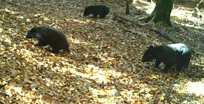 剣山周辺でツキノワグマ生息調査 四国森林管理局など 日本経済新聞