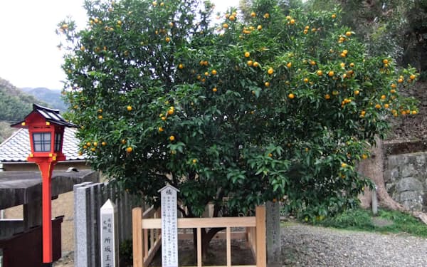 橘本神社にある橘の木