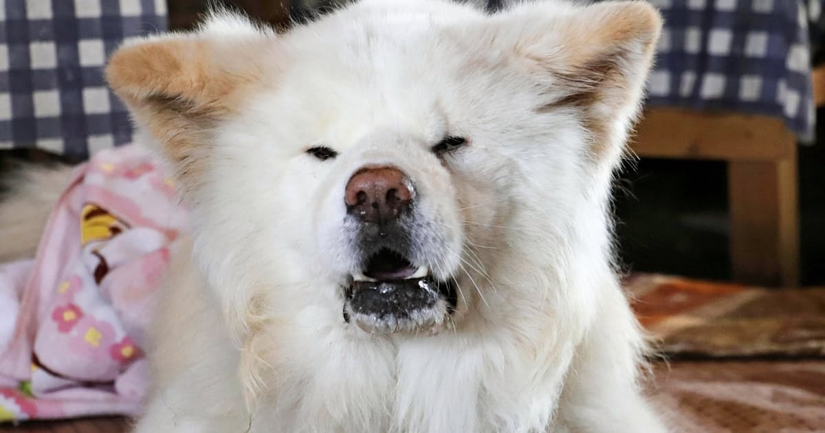 ブサカワ人気わさお死ぬ 青森 鰺ケ沢の秋田犬 日本経済新聞