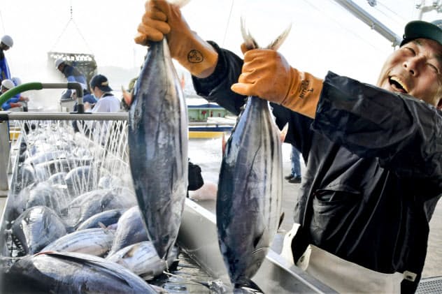 福島県いわき市の小名浜港に今シーズン初めて水揚げされたカツオ(12日午前)=共同 福島県いわき市の小名浜港に今シーズン初めて水揚げされたカツオ(12日午前)=共同