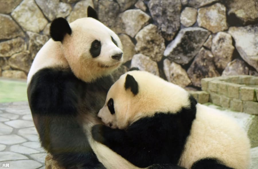 和歌山でパンダの交尾確認 秋にも赤ちゃん誕生か 日本経済新聞
