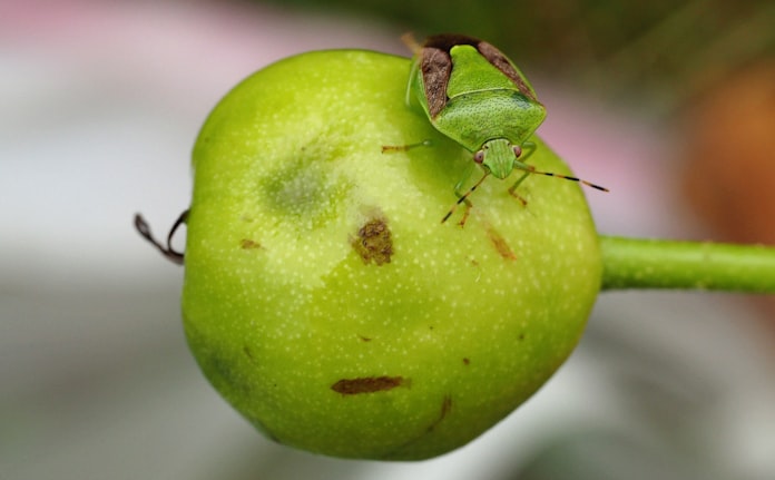 果樹カメムシ 大量発生 農家に打撃 14県で注意報 日本経済新聞 果樹カメムシ 大量発生 農家に打撃 14県で注意報 日本経済新聞