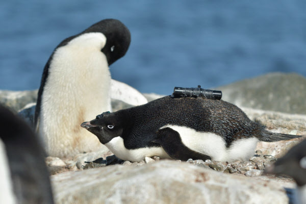 南極の氷 解ければ 一部のペンギンには有利 日本経済新聞