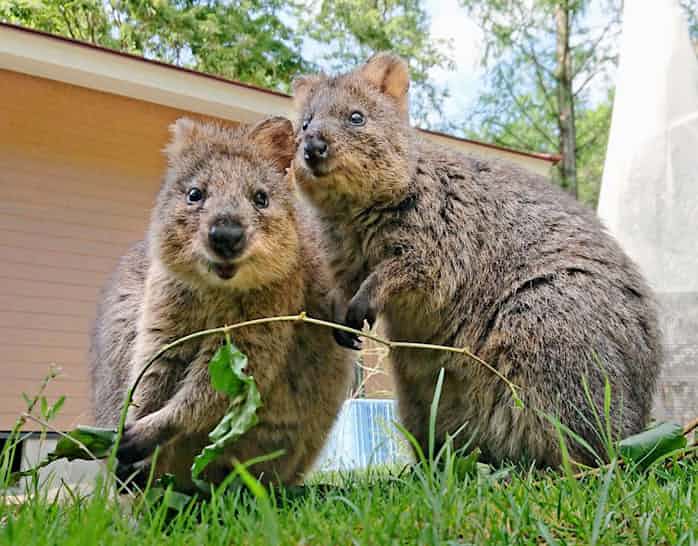 世界一幸福な動物 クオッカ公開 埼玉 東松山市 日本経済新聞