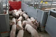 中国の研究チームは養豚場従業員のモニタリングを呼びかけている=ロイター 中国の研究チームは養豚場従業員のモニタリングを呼びかけている=ロイター